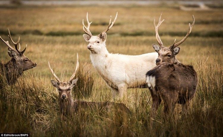 White stag A white stag is glimpsed grazing in a Dorset nature reserve Daily