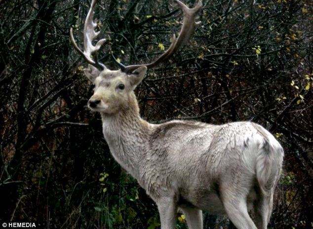 White stag Family hope for change in luck after capturing rare white stag on