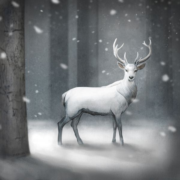 White stag 1000 images about White Stag on Pinterest The white Deer and
