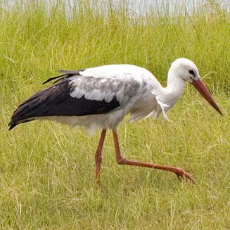 White stork White Stork Facts Habitat Migration Diet and Pictures