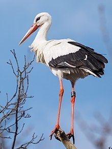 White stork httpsuploadwikimediaorgwikipediacommonsthu