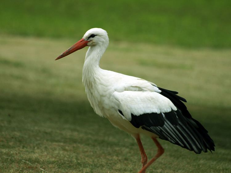 White stork European white stork