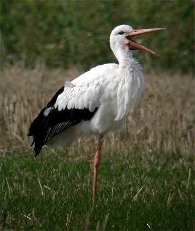 White stork White Stork Facts Habitat Migration Diet and Pictures