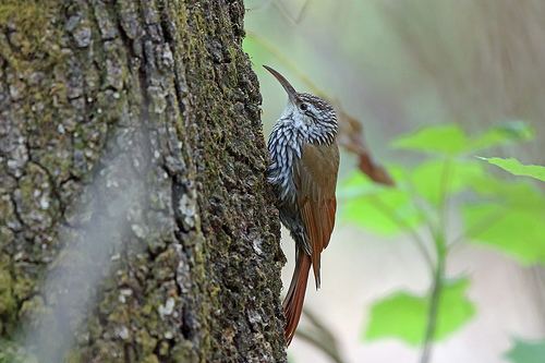 White-striped woodcreeper Flickriver Most interesting photos from Furnarids and Woodcreepers pool