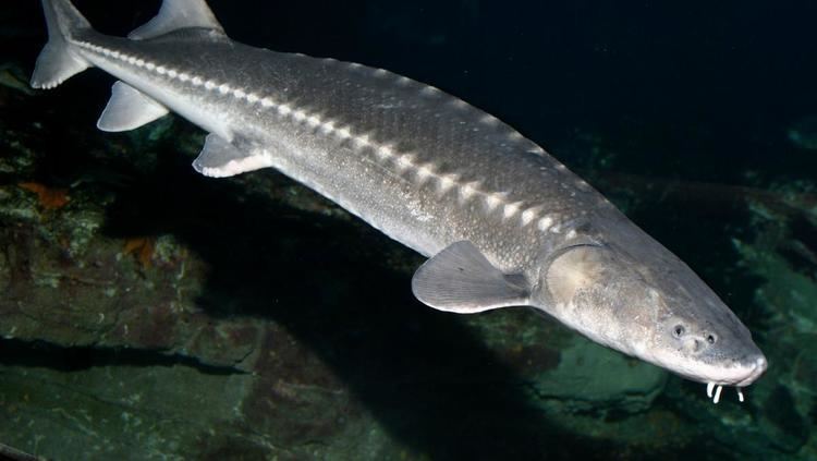 White sturgeon White sturgeon Coastal Waters Fishes Acipenser transmontanus at