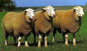 White Suffolk Breeds of Livestock White Suffolk Sheep Breeds of Livestock