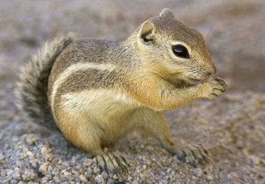 White-tailed antelope squirrel photographs by Mark Chappell
