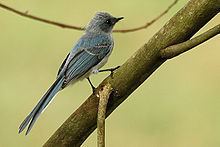 White-tailed blue flycatcher httpsuploadwikimediaorgwikipediacommonsthu