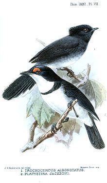 White-tailed crested flycatcher httpsuploadwikimediaorgwikipediacommonsthu