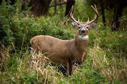 White-tailed deer Whitetail Deer Hunting Information