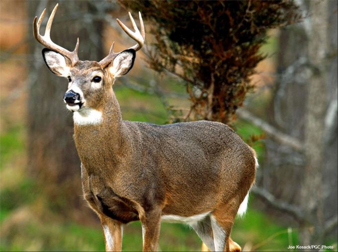 White-tailed deer Whitetailed Deer State Animal State Symbols USA
