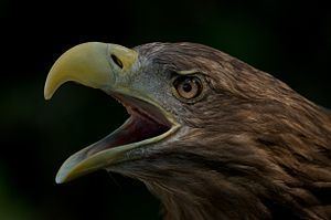 White-tailed eagle Gray Sea Eagle Haliaeetus albicilla Overview Encyclopedia of Life