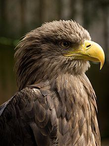 White-tailed eagle httpsuploadwikimediaorgwikipediacommonsthu