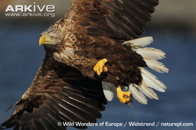 White-tailed eagle Whitetailed eagle videos photos and facts Haliaeetus albicilla