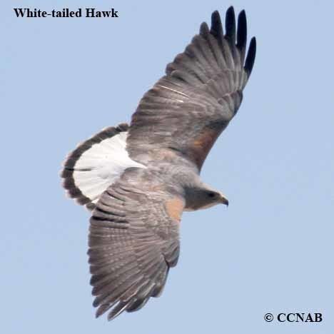 White-tailed hawk Whitetailed Hawk North American Birds Birds of North America