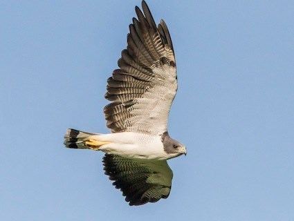 White-tailed hawk Whitetailed Hawk Identification All About Birds Cornell Lab of