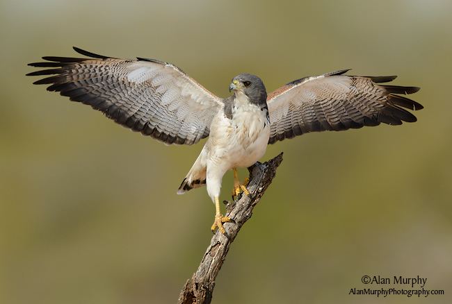 White-tailed hawk wwwalanmurphyphotographycom