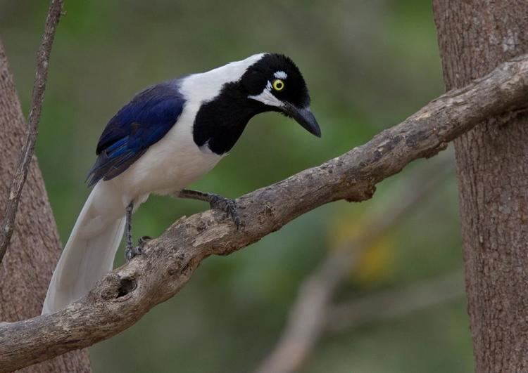 White-tailed jay Whitetailed Jay Cyanocorax mystacalis videos photos and sound