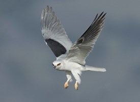 White-tailed kite Whitetailed Kite Identification All About Birds Cornell Lab of