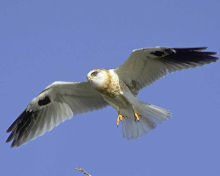 White-tailed kite d2fbmjy3x0sduacloudfrontnetsitesdefaultfiles