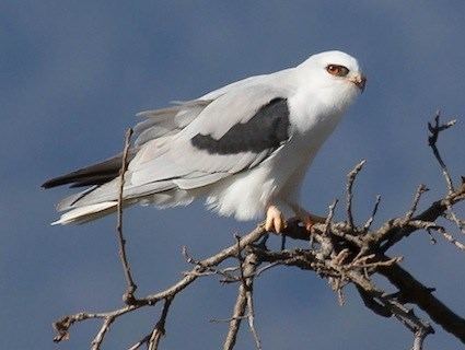 White-tailed kite Whitetailed Kite Identification All About Birds Cornell Lab of