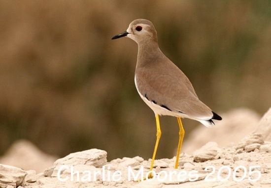 White-tailed lapwing wwwbirdforumnetopusimagesthumb99fWhitetai