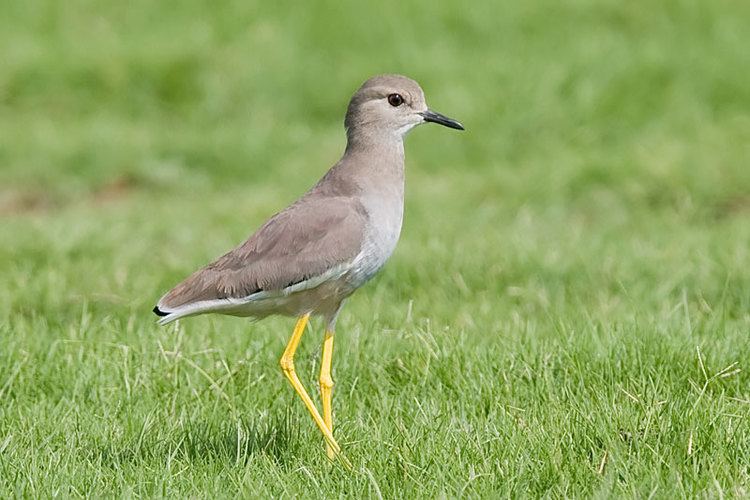 White-tailed lapwing Sociable Lapwing Vanellus gregarius Sociable Plover some photos