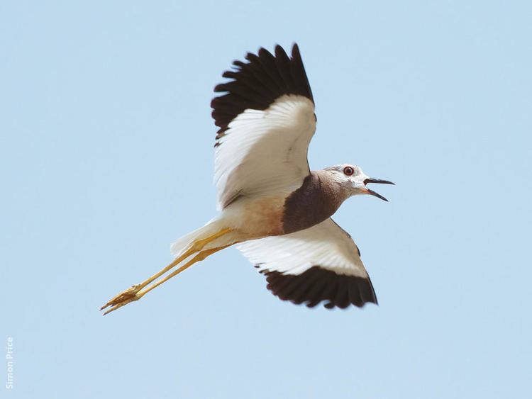 White-tailed lapwing Whitetailed Lapwing KuwaitBirdsorg