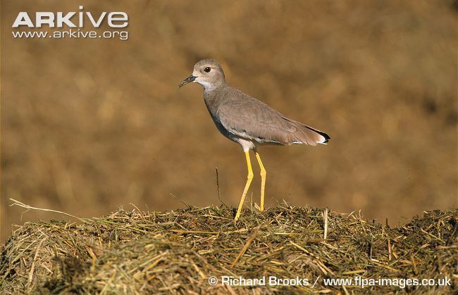 White-tailed lapwing Whitetailed lapwing videos photos and facts Vanellus leucurus