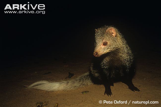 White-tailed mongoose Whitetailed mongoose videos photos and facts Ichneumia albicauda