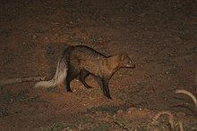 White-tailed mongoose httpsuploadwikimediaorgwikipediacommonsthu