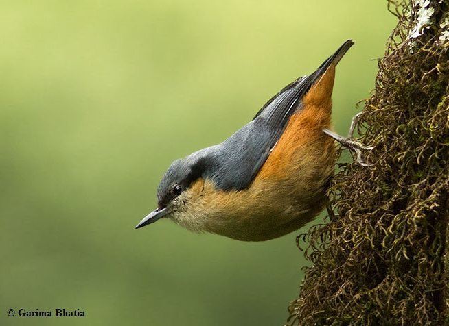White-tailed nuthatch Oriental Bird Club Image Database Whitetailed Nuthatch Sitta