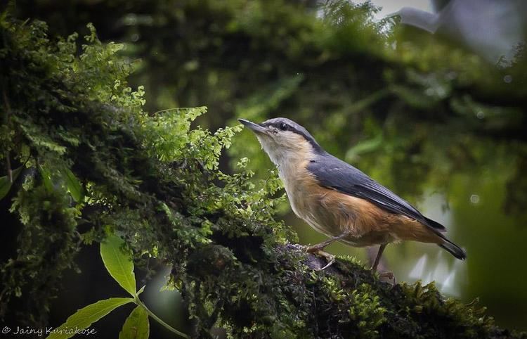 White-tailed nuthatch Whitetailed Nuthatch Sitta himalayensis videos photos and sound