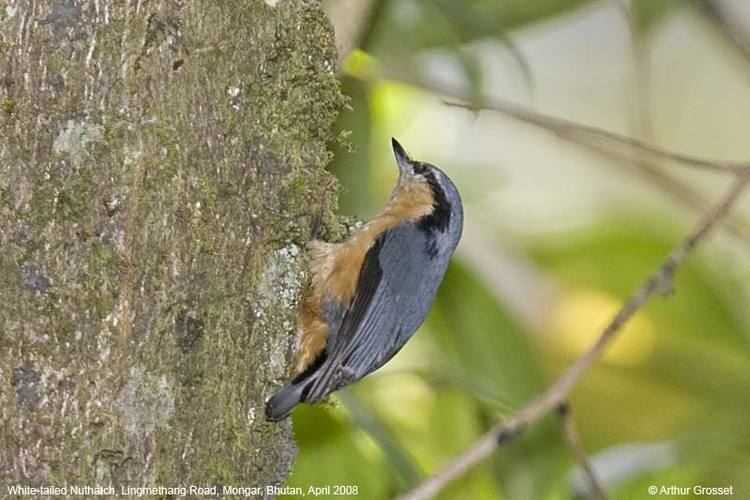 White-tailed nuthatch Whitetailed Nuthatch Sitta himalayensis