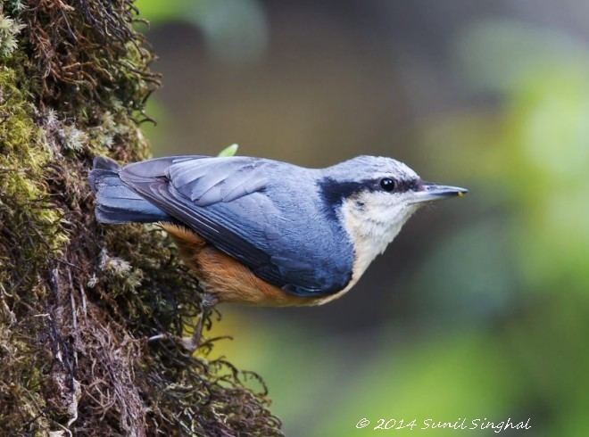 White-tailed nuthatch Oriental Bird Club Image Database Whitetailed Nuthatch Sitta