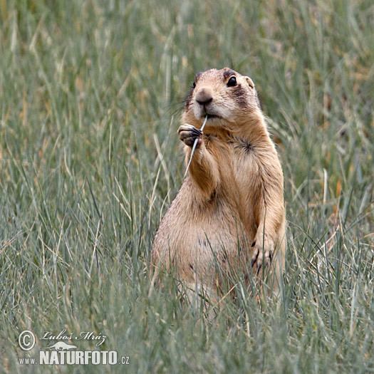 White-tailed prairie dog Whitetailed Prairie Dog Pictures Whitetailed Prairie Dog Images