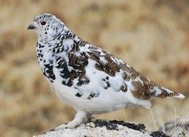 White-tailed ptarmigan Whitetailed Ptarmigan Identification All About Birds Cornell