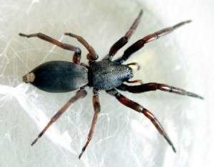 White-tailed spider White Tailed Spider Habitat Diet amp Reproduction Sydney