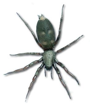 White-tailed spider Whitetailed spiders Spiders Landcare Research