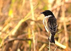 White-tailed stonechat Whitetailed stonechat Wikipedia