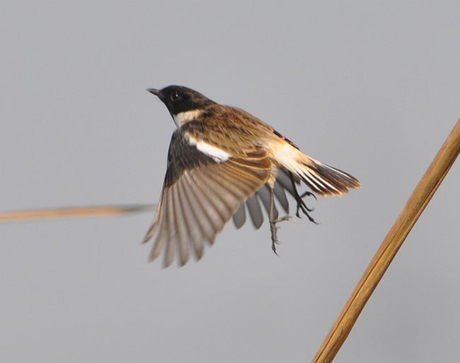 White-tailed stonechat Oriental Bird Club Image Database Whitetailed Stonechat