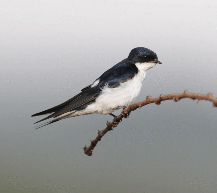 White-tailed swallow ZOOTHERA BIRDING BLOG Yabello Bushcrows and Phaffing