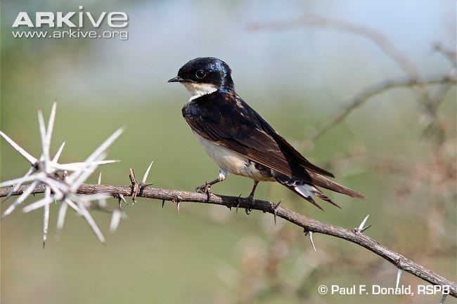 White-tailed swallow cdn2arkiveorgmediaCACA6BFC145FBF4731AB15B