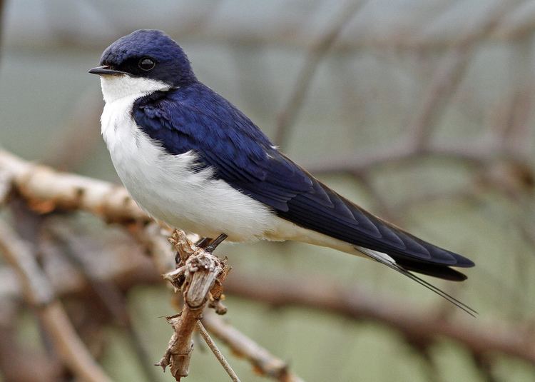 White-tailed swallow whitetailed swallow Paul F Donald Flickr