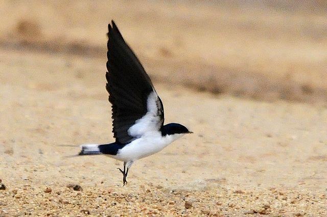 White-tailed swallow Whitetailed Swallow Hirundo megaensis videos photos and sound