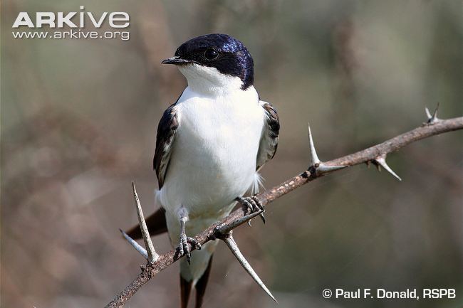 White-tailed swallow Whitetailed swallow photo Hirundo megaensis G116592 ARKive