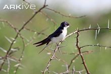 White-tailed swallow Whitetailed swallow photo Hirundo megaensis G116590 ARKive