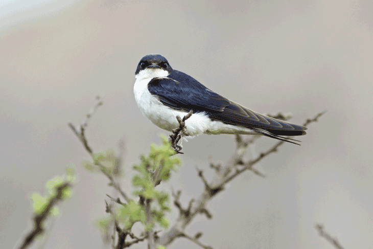 White-tailed swallow Surfbirds Online Photo Gallery Search Results