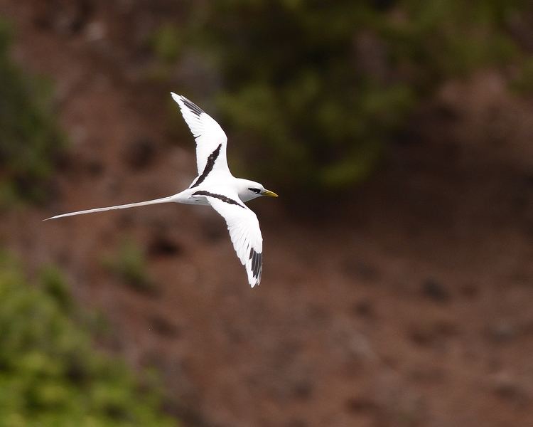 White-tailed tropicbird Whitetailed tropicbird New Zealand Birds Online