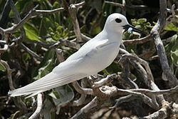 White tern httpsuploadwikimediaorgwikipediacommonsthu